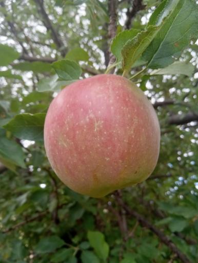 A ripe red apple hanging among green leaves in the orchard