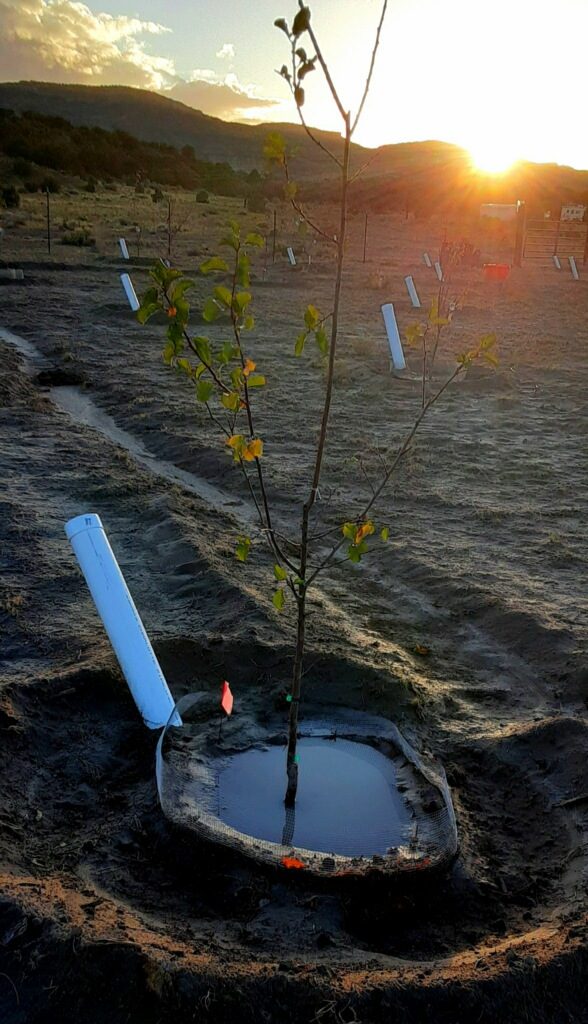 A newly planted young tree standing in a water filled basin lined with wire mesh, a white PVC pipe beside it, sunrise over the rows