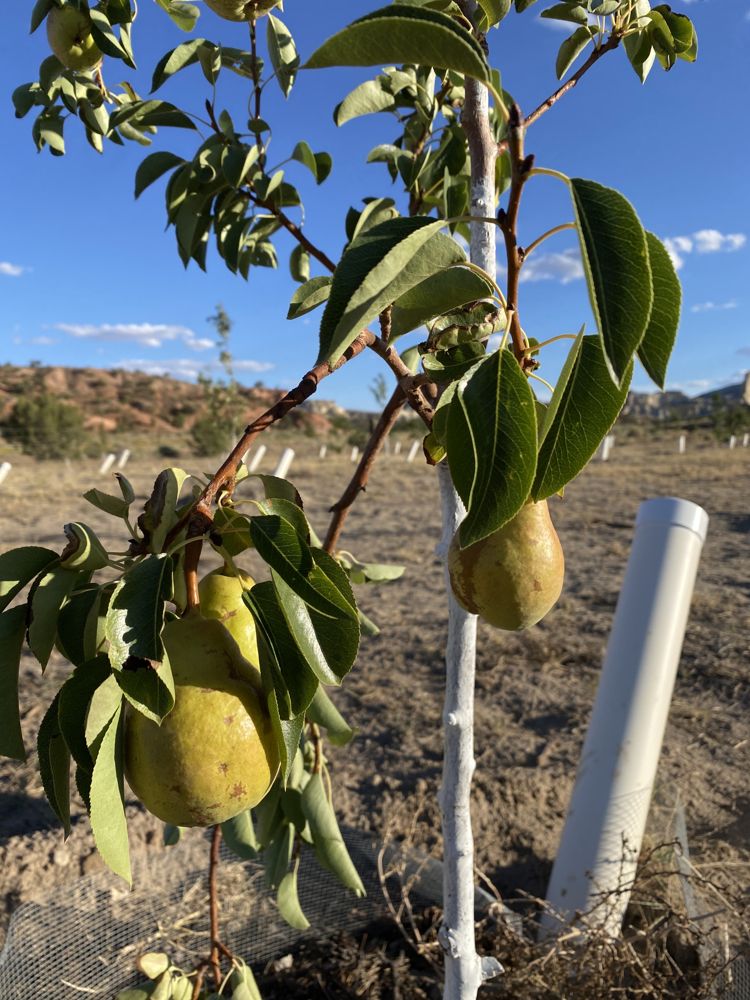 Green pears hanging from a young tree with a white painted trunk and a PVC watering pipe beside it