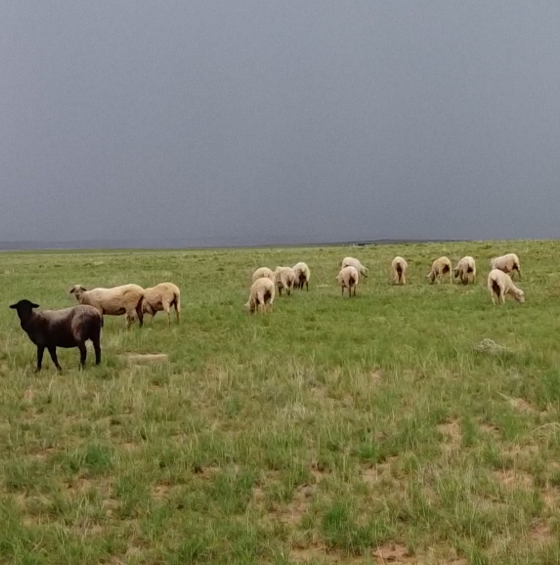 Navajo Sheep Conservation Plan