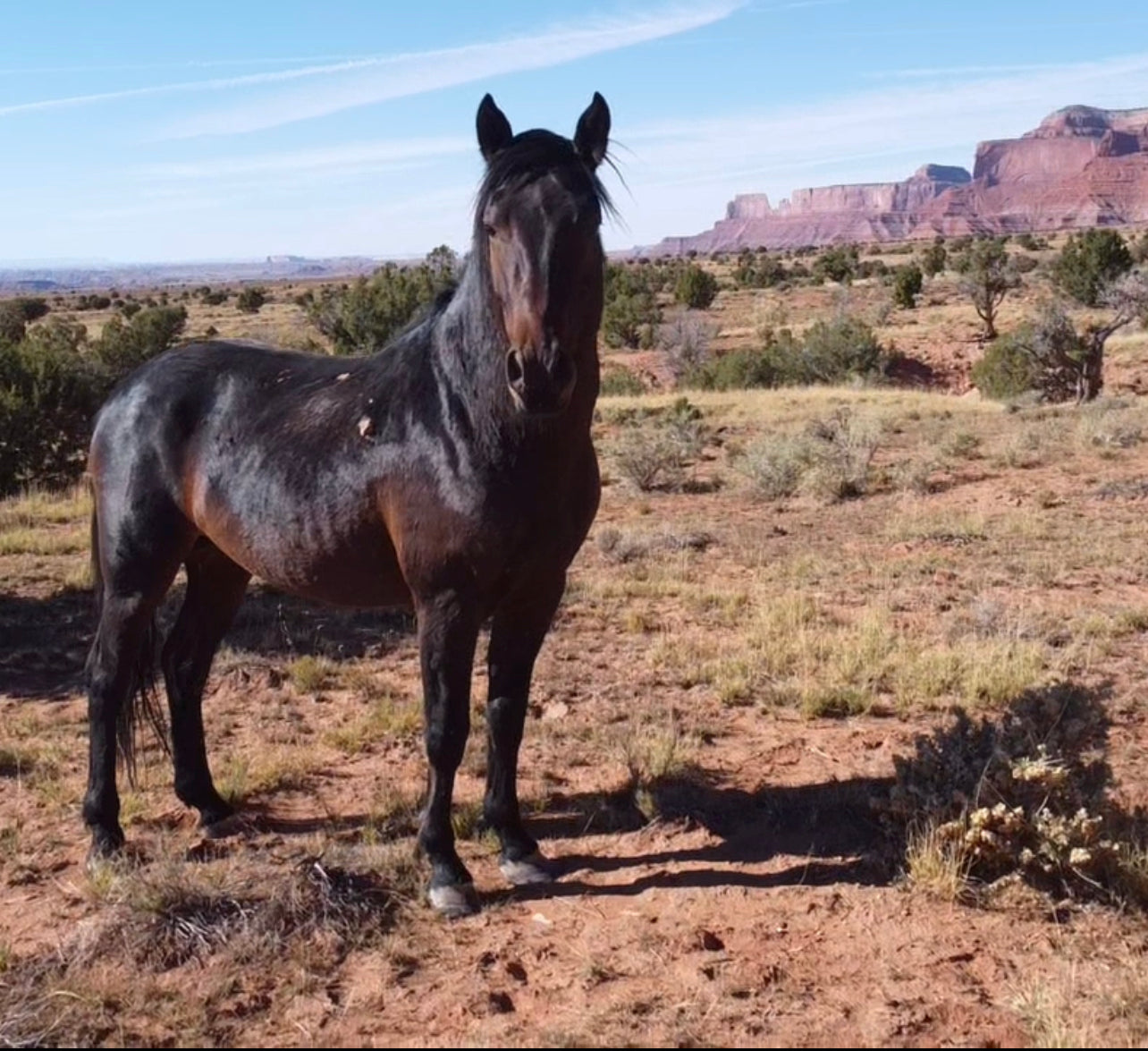 Navajo Horse 
