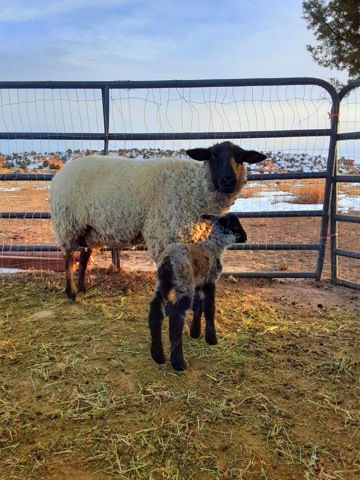 Navajo Churro Sheep Grazing Permit