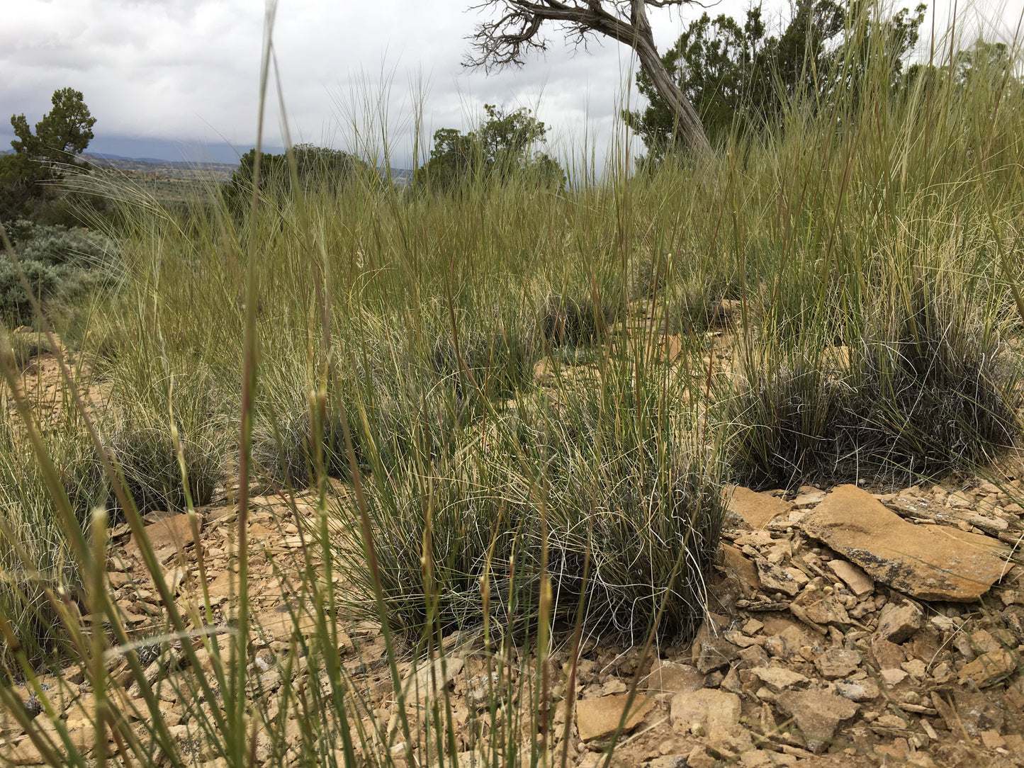 Navajo Grassland Restoration