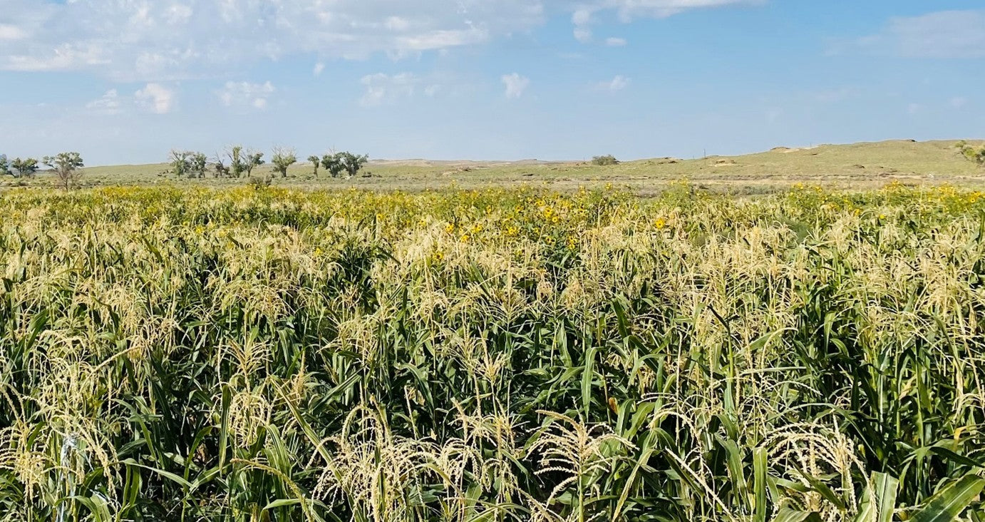 Navajo Farm Field