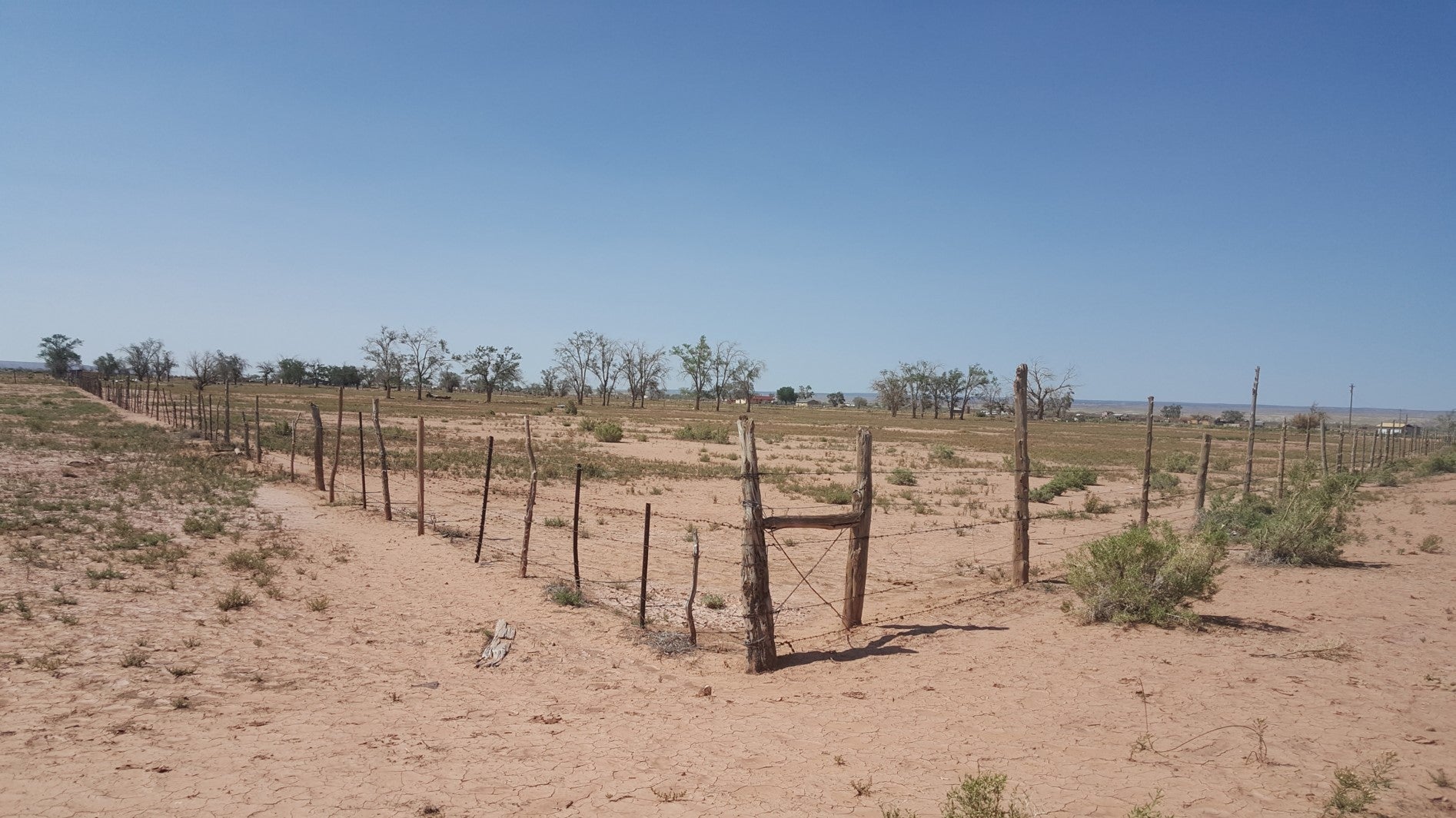 Navajo Nation Agriculture Cornfield