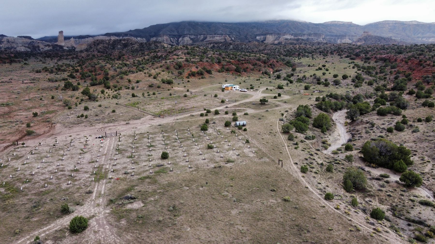 Aerial view of the orchard: rows of young fruit trees with white PVC pipes, a fenced field, the water tank, a home site, and the wash curving along the right, with red hills and cliffs behind