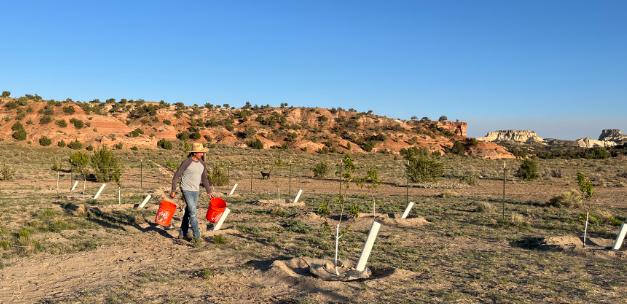 Carrying two buckets of water between young fruit trees with white PVC watering pipes, red mesa behind