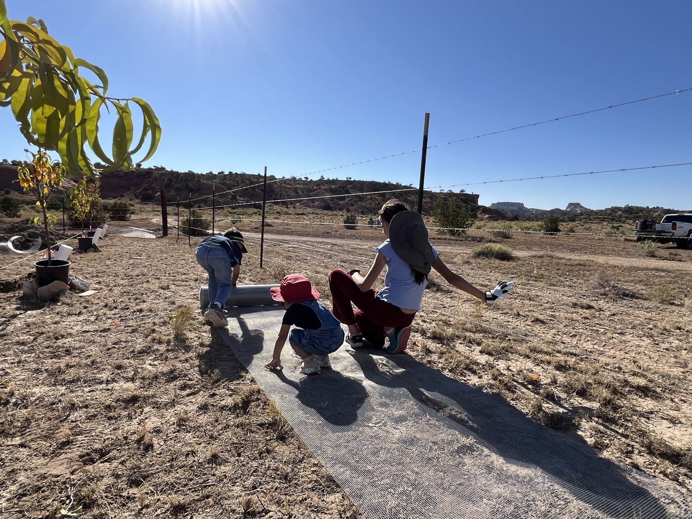 Three children rolling out a long strip of wire mesh along the orchard fenceline beside young fruit trees, with red mesas behind