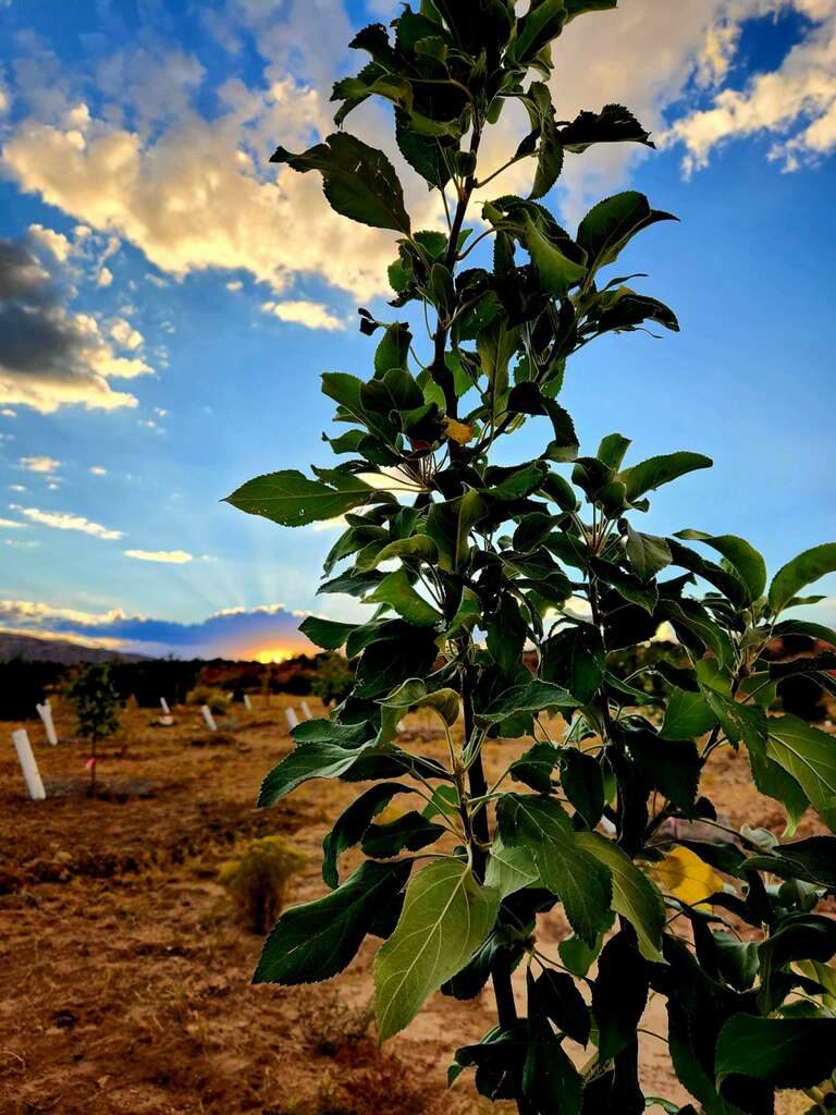 A young apple tree full of green leaves against a sunset sky, orchard rows with white PVC pipes behind