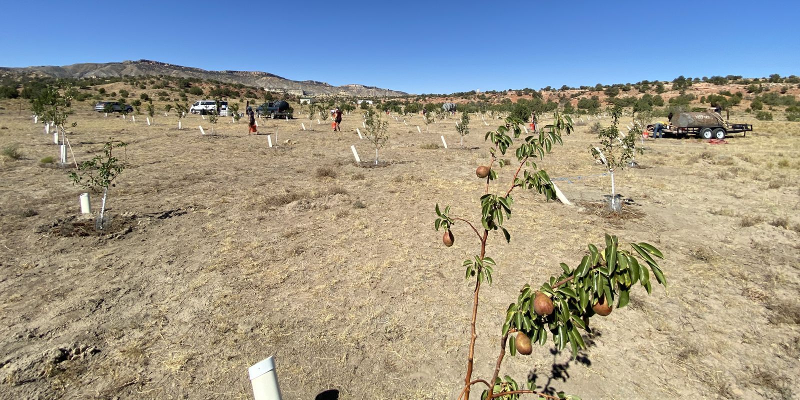 Watering day in the orchard: people carrying orange buckets down rows of young fruit trees with white PVC pipes, a water tank on a trailer and trucks parked at the edge, mesa behind